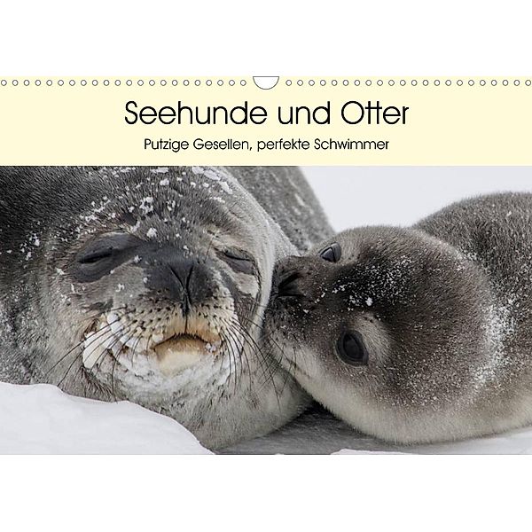Seehunde und Otter. Putzige Gesellen, perfekte Schwimmer (Wandkalender 2023 DIN A3 quer), Elisabeth Stanzer