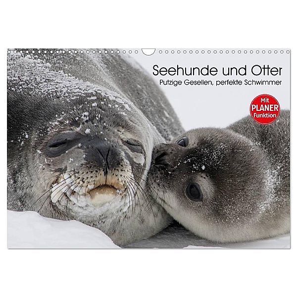 Seehunde und Otter. Putzige Gesellen, perfekte Schwimmer (Wandkalender 2024 DIN A3 quer), CALVENDO Monatskalender, Elisabeth Stanzer