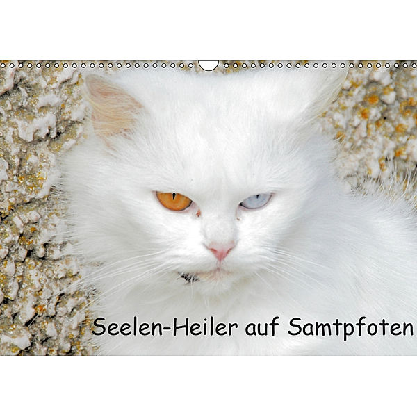 Seelen-Heiler auf Samtpfoten (Wandkalender 2019 DIN A3 quer), Manfred Spengler