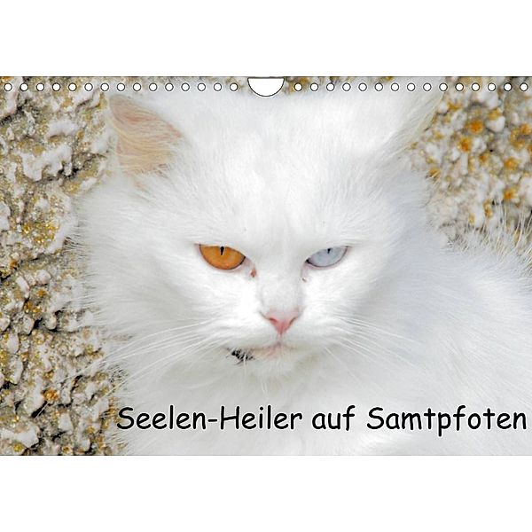 Seelen-Heiler auf Samtpfoten (Wandkalender 2023 DIN A4 quer), Manfred Spengler