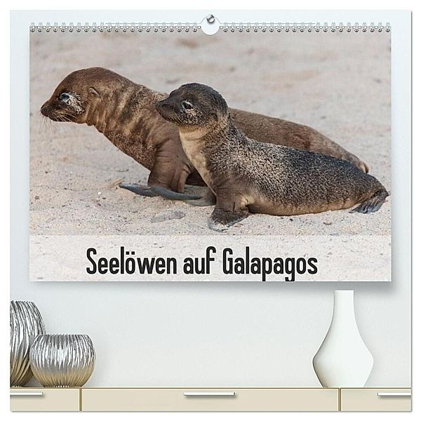 Seelöwen auf Galapagos (hochwertiger Premium Wandkalender 2025 DIN A2 quer), Kunstdruck in Hochglanz, Calvendo, Sabine Reuke