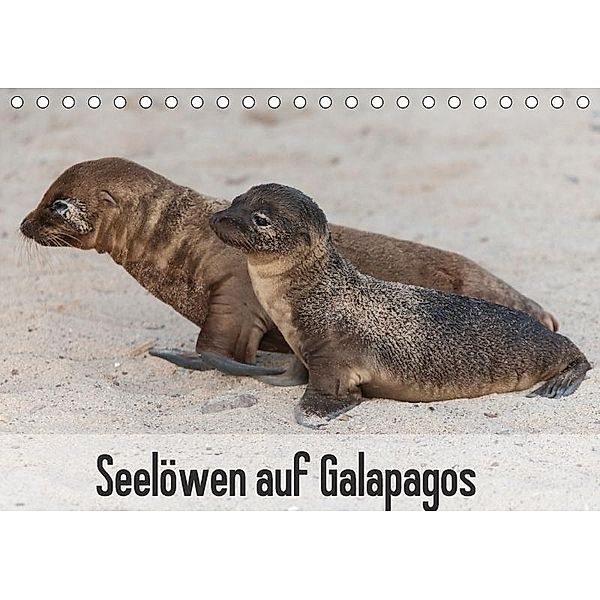Seelöwen auf Galapagos (Tischkalender 2017 DIN A5 quer), Sabine Reuke
