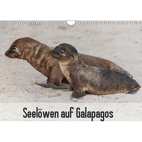 Seelöwen auf Galapagos (Wandkalender 2019 DIN A4 quer), Sabine Reuke