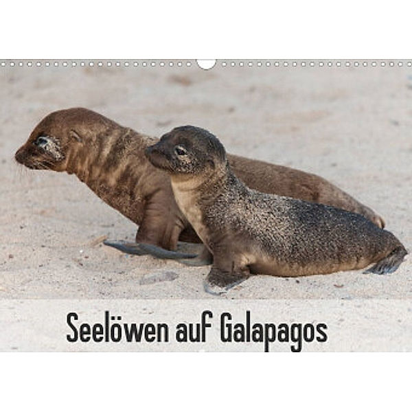 Seelöwen auf Galapagos (Wandkalender 2022 DIN A3 quer), Sabine Reuke