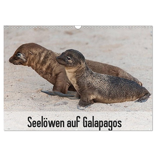 Seelöwen auf Galapagos (Wandkalender 2024 DIN A3 quer), CALVENDO Monatskalender, Sabine Reuke