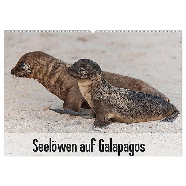 Seelöwen auf Galapagos (Wandkalender 2025 DIN A2 quer), CALVENDO Monatskalender, Calvendo, Sabine Reuke