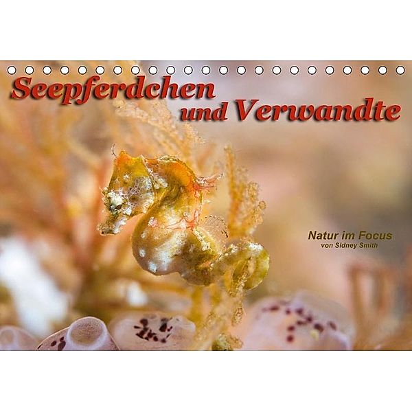 Seepferdchen und Verwandte (Tischkalender 2017 DIN A5 quer), Sidney Smith