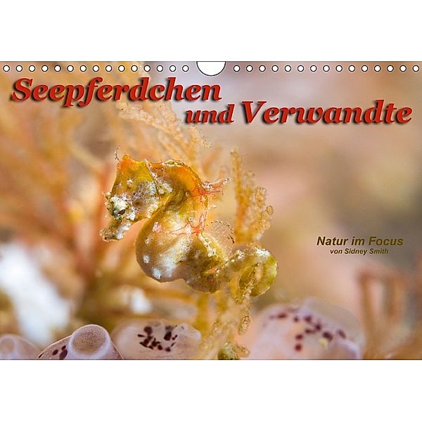 Seepferdchen und Verwandte (Wandkalender 2018 DIN A4 quer), Sidney Smith