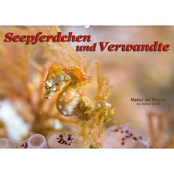 Seepferdchen und Verwandte (Wandkalender 2020 DIN A2 quer), Sidney Smith