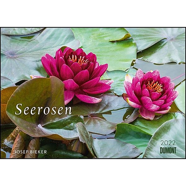 Seerosen 2022 - Bildkalender 42x29,7 cm - Blumenkalender im Querformat - Blumen - Wandplaner - Wandkalender