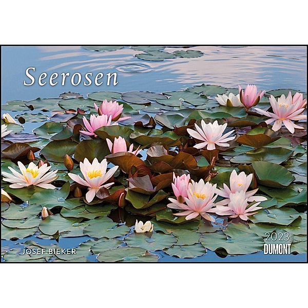 Seerosen 2023 - Bildkalender 42x29,7 cm - Blumenkalender im Querformat - Blumen - Wandplaner - Wandkalender