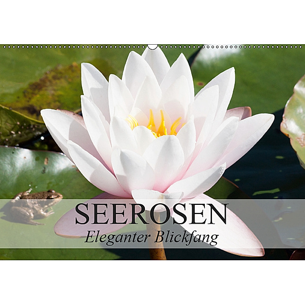 Seerosen - Eleganter Blickfang (Wandkalender 2019 DIN A2 quer), Elisabeth Stanzer