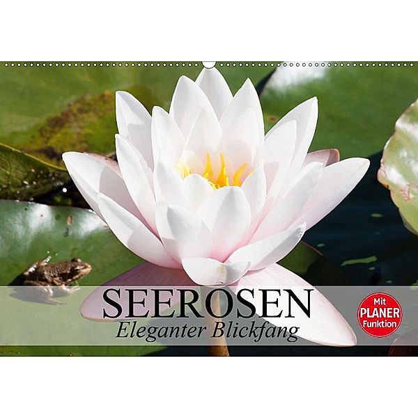 Seerosen. Eleganter Blickfang (Wandkalender 2020 DIN A2 quer), Elisabeth Stanzer