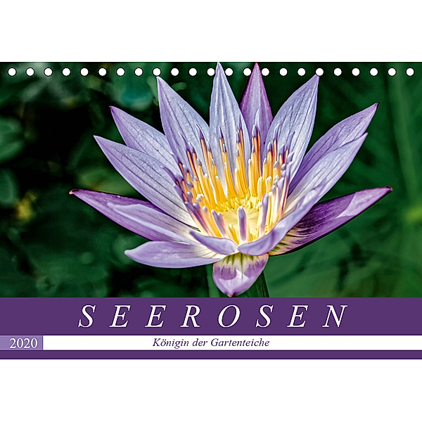 Seerosen - Königin der Gartenteiche (Tischkalender 2020 DIN A5 quer), Dieter Meyer