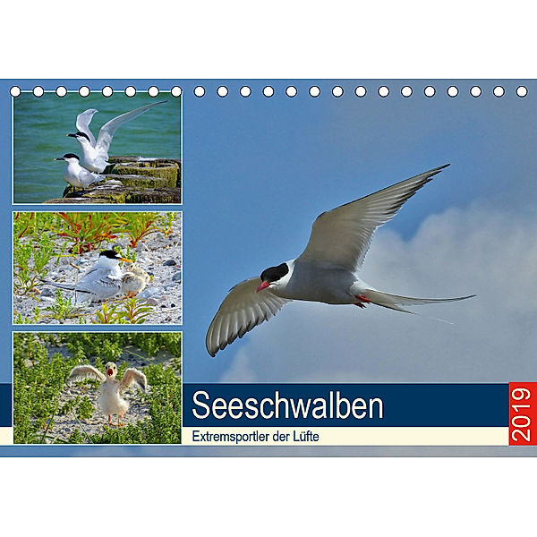 Seeschwalben - Extremsportler der Lüfte (Tischkalender 2019 DIN A5 quer), René Schaack