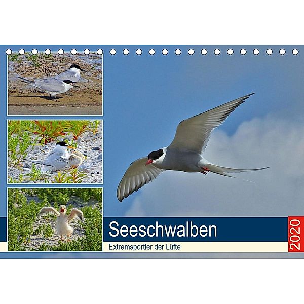 Seeschwalben - Extremsportler der Lüfte (Tischkalender 2020 DIN A5 quer), René Schaack