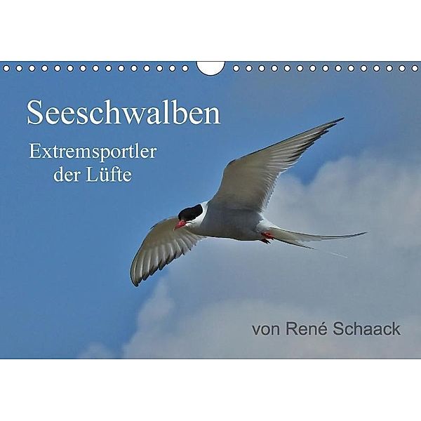 Seeschwalben - Extremsportler der Lüfte (Wandkalender 2017 DIN A4 quer), René Schaack