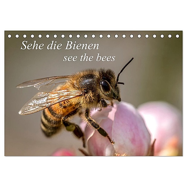 Sehe die Bienen (Tischkalender 2025 DIN A5 quer), CALVENDO Monatskalender, Calvendo, Andrea Dreegmeyer