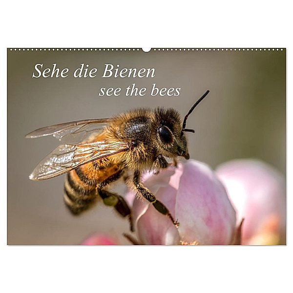 Sehe die Bienen (Wandkalender 2025 DIN A2 quer), CALVENDO Monatskalender, Calvendo, Andrea Dreegmeyer