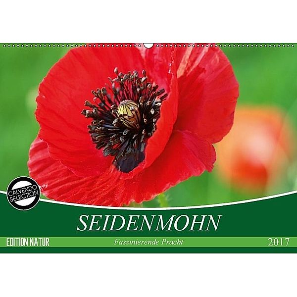 Seidenmohn Faszinierende Pracht (Wandkalender 2017 DIN A2 quer), Gisela Kruse