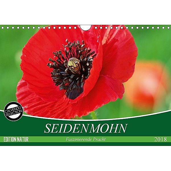 Seidenmohn Faszinierende Pracht (Wandkalender 2018 DIN A4 quer), Gisela Kruse