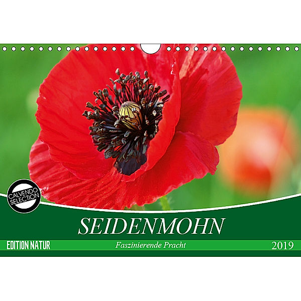 Seidenmohn Faszinierende Pracht (Wandkalender 2019 DIN A4 quer), Gisela Kruse