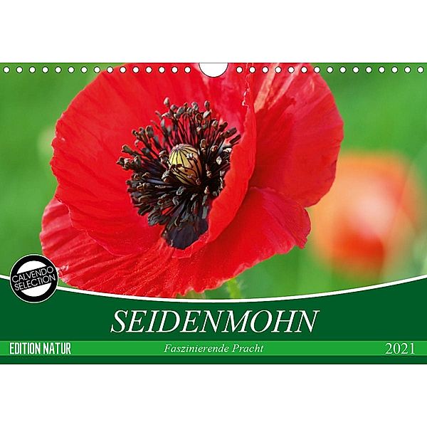 Seidenmohn Faszinierende Pracht (Wandkalender 2021 DIN A4 quer), Gisela Kruse