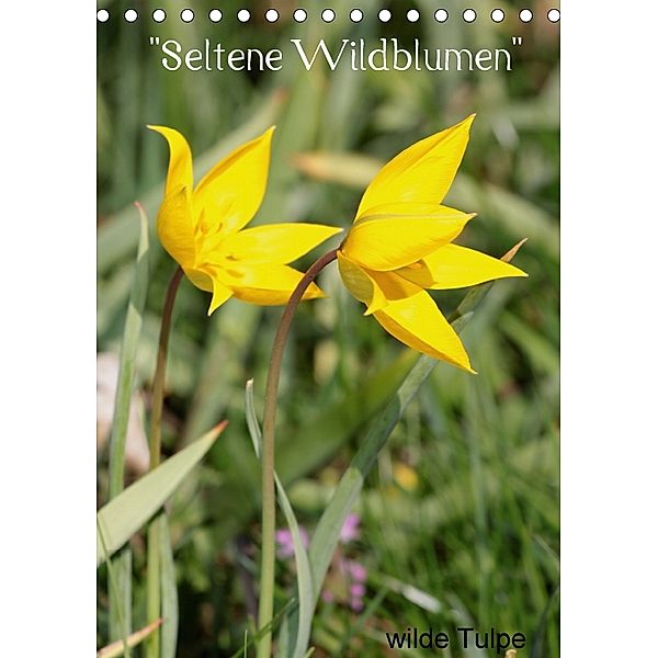 Seltene Wildblumen (Tischkalender 2018 DIN A5 hoch), Winfried Erlwein