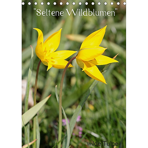 Seltene Wildblumen (Tischkalender 2019 DIN A5 hoch), Winfried Erlwein