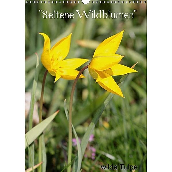 Seltene Wildblumen (Wandkalender 2017 DIN A3 hoch), Winfried Erlwein
