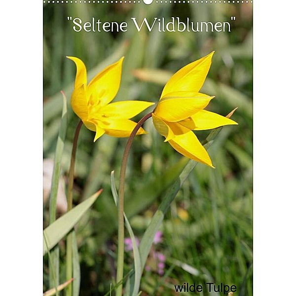 Seltene Wildblumen (Wandkalender 2023 DIN A2 hoch), Winfried Erlwein