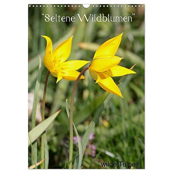 Seltene Wildblumen (Wandkalender 2024 DIN A3 hoch), CALVENDO Monatskalender, Winfried Erlwein