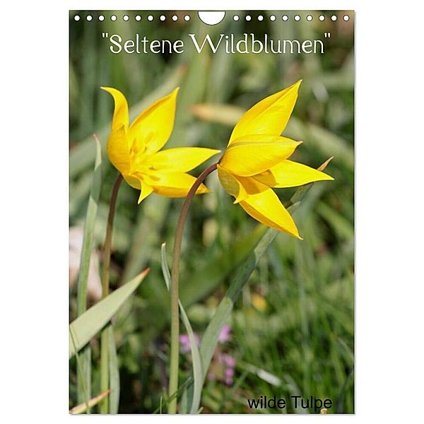 Seltene Wildblumen (Wandkalender 2024 DIN A4 hoch), CALVENDO Monatskalender, Winfried Erlwein