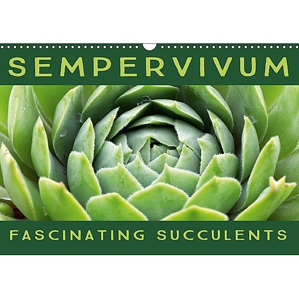 Sempervivum Fascinating Succulents (Wall Calendar 2018 DIN A3 Landscape), Martina Cross