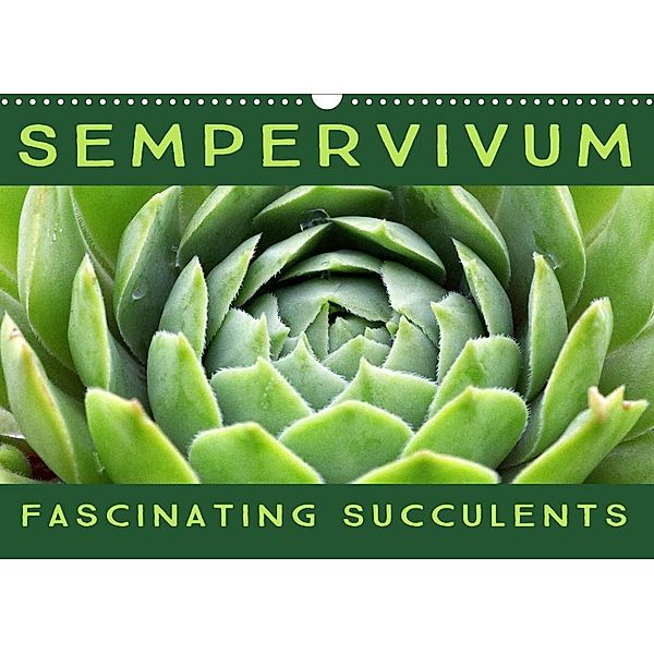 Sempervivum Fascinating Succulents (Wall Calendar 2023 DIN A3 Landscape), Martina Cross