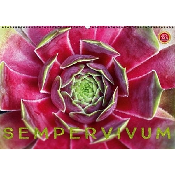 Sempervivum - Hauswurz (Wandkalender 2016 DIN A2 quer), Martina Cross