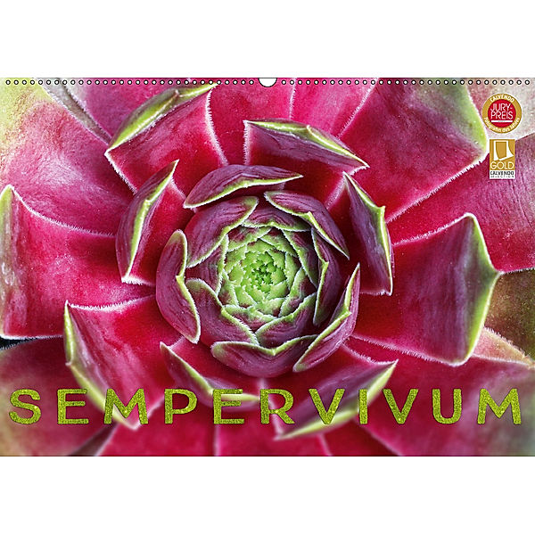 Sempervivum - Hauswurz (Wandkalender 2019 DIN A2 quer), Martina Cross