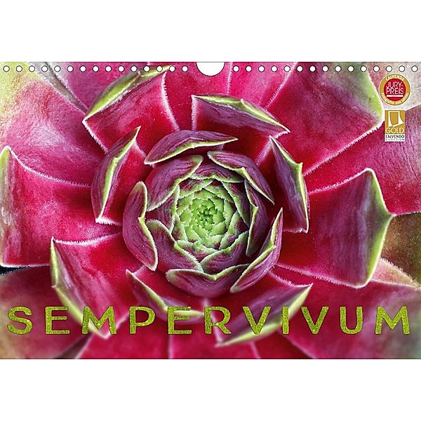 Sempervivum - Hauswurz (Wandkalender 2020 DIN A4 quer), Martina Cross