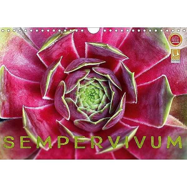 Sempervivum - Hauswurz (Wandkalender 2021 DIN A4 quer), Martina Cross