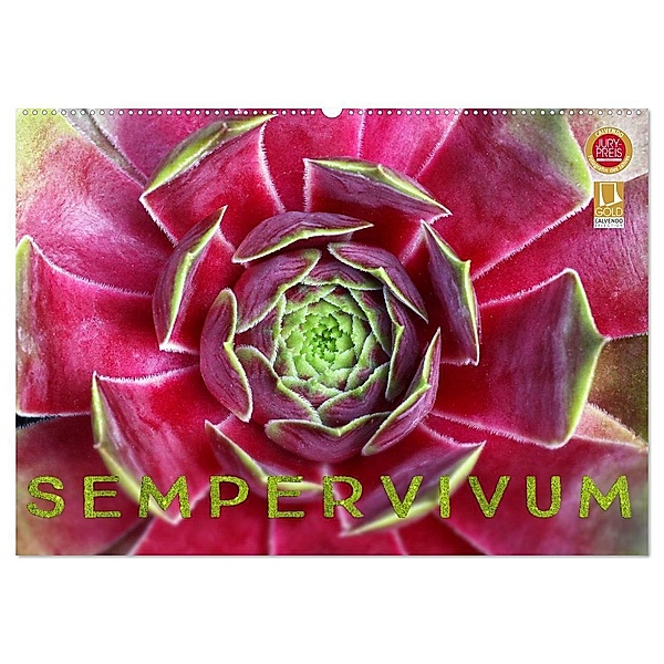 Sempervivum - Hauswurz (Wandkalender 2024 DIN A2 quer), CALVENDO Monatskalender, Martina Cross