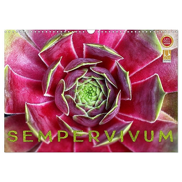 Sempervivum - Hauswurz (Wandkalender 2024 DIN A3 quer), CALVENDO Monatskalender, Martina Cross