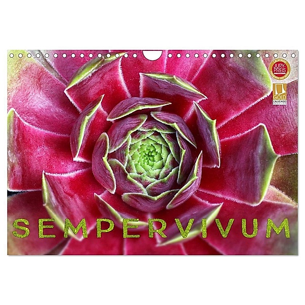 Sempervivum - Hauswurz (Wandkalender 2024 DIN A4 quer), CALVENDO Monatskalender, Martina Cross
