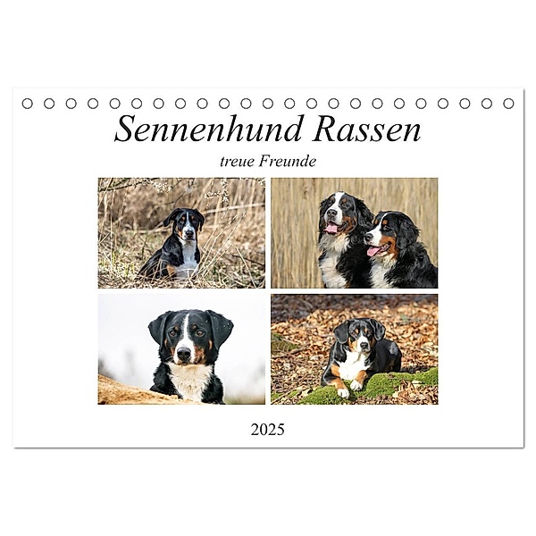 Sennenhund Rassen (Tischkalender 2025 DIN A5 quer), CALVENDO Monatskalender, Calvendo, Schnellewelten