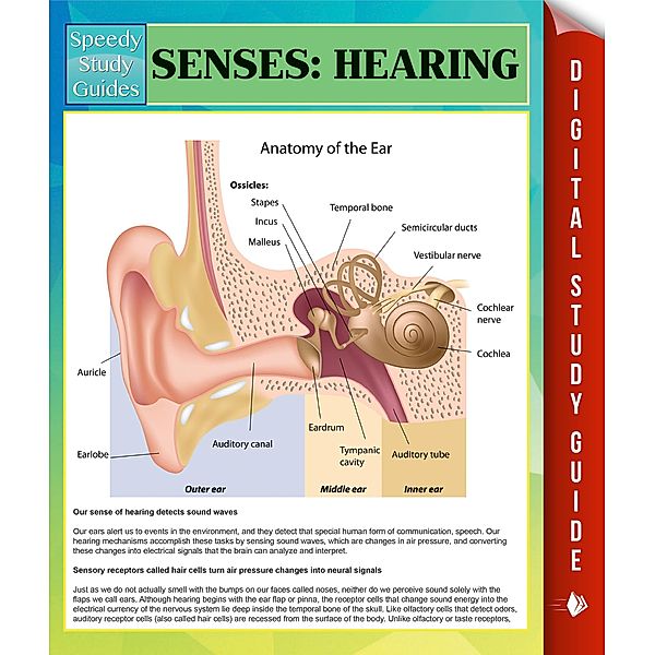 Senses: Hearing Speedy Study Guides / Dot EDU, Speedy Publishing