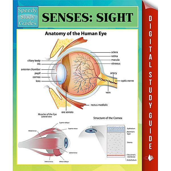 Senses: Sight Speedy Study Guides / Dot EDU, Speedy Publishing