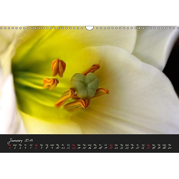 Serenade Visual Music of Flowers (Wall Calendar 2019 DIN A3 Landscape), Vronja Photon