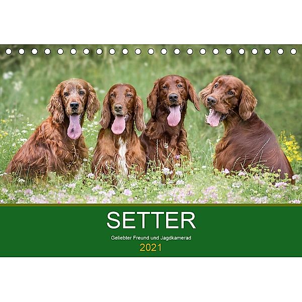 Setter - Geliebter Freund und Jagdkamerad (Tischkalender 2021 DIN A5 quer), Andrea Mayer Tierfotografie