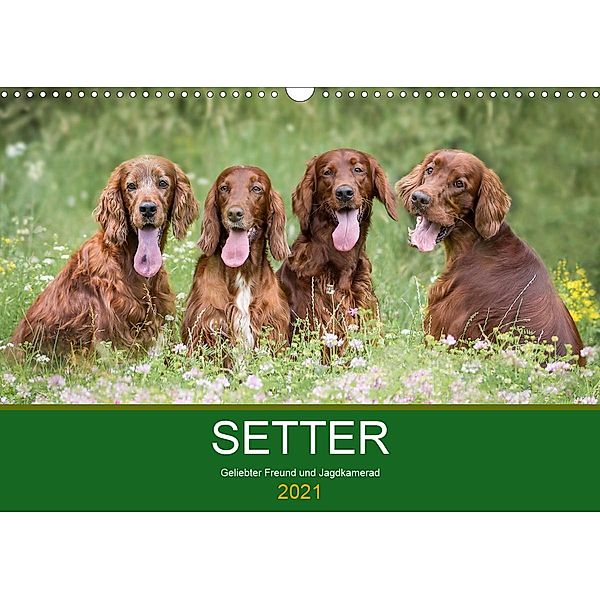 Setter - Geliebter Freund und Jagdkamerad (Wandkalender 2021 DIN A3 quer), Andrea Mayer Tierfotografie