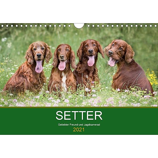 Setter - Geliebter Freund und Jagdkamerad (Wandkalender 2021 DIN A4 quer), Andrea Mayer Tierfotografie