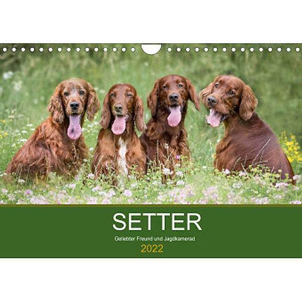 Setter - Geliebter Freund und Jagdkamerad (Wandkalender 2022 DIN A4 quer), Andrea Mayer Tierfotografie